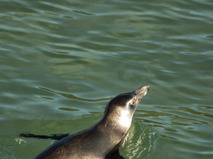 Pinguim encanta banhistas da Praia do Forte, em Cabo Frio