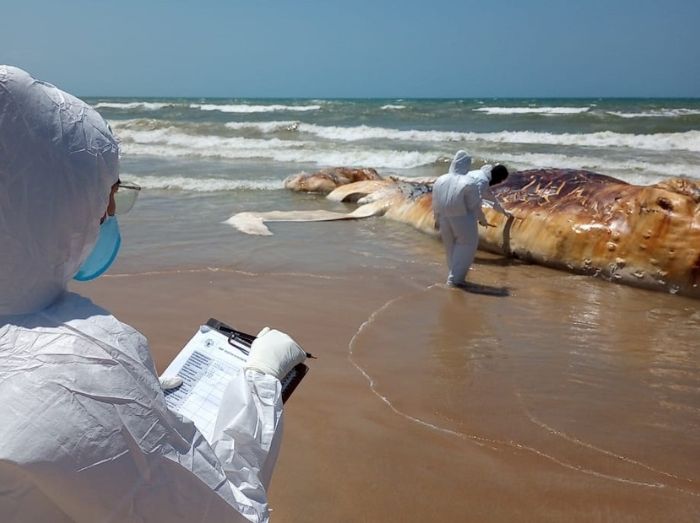 Pesquisadores investigam causa da morte de baleia encontrada em Cabo Frio