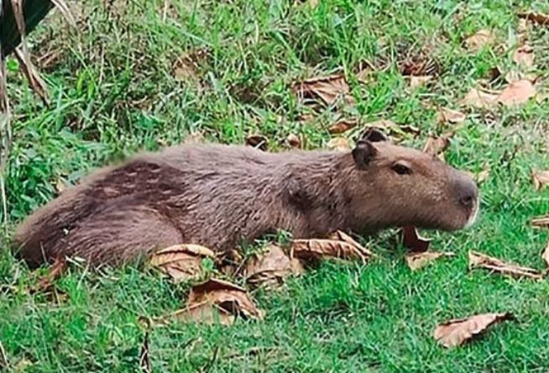 Cabo Frio realiza resgate de capivara e a devolve ao seu habitat