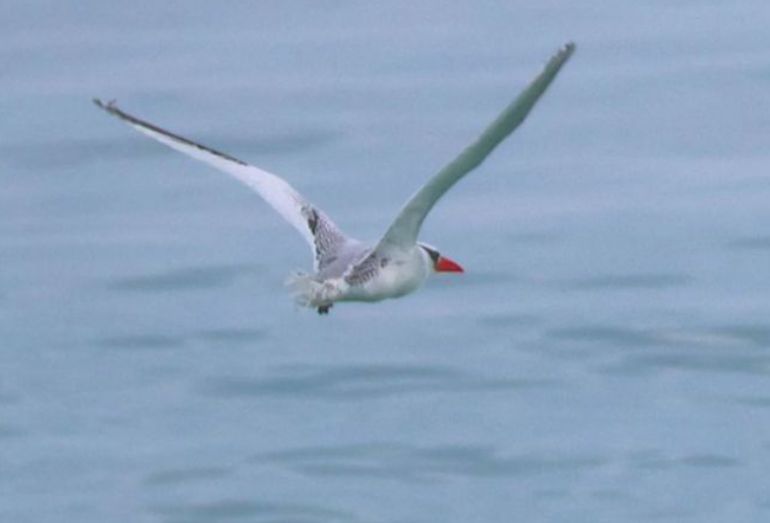 Instituto Albatroz devolve ave oceânica à natureza na Praia de Pernambuca