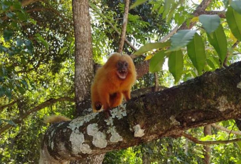 Parque Natural do Mico-Leão-Dourado: Cabo Frio inicia projeto de reflorestamento