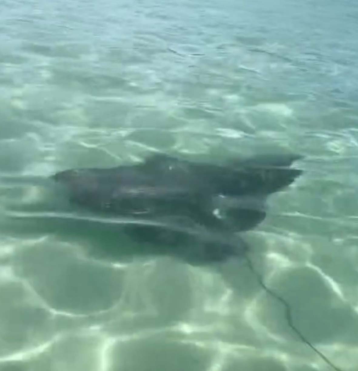 Raia aparece nadando em área rasa da Praia do Forte, em Cabo Frio; Confira o vídeo