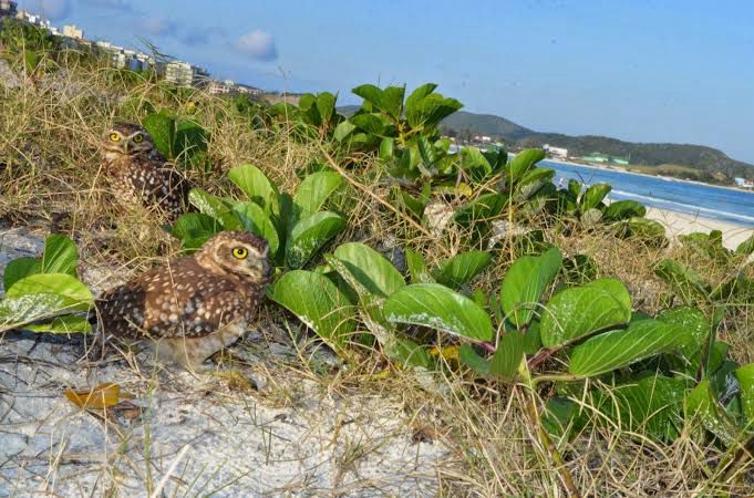 Replantio de vegetação nativa e melhorias no deck protegem a Praia do Forte