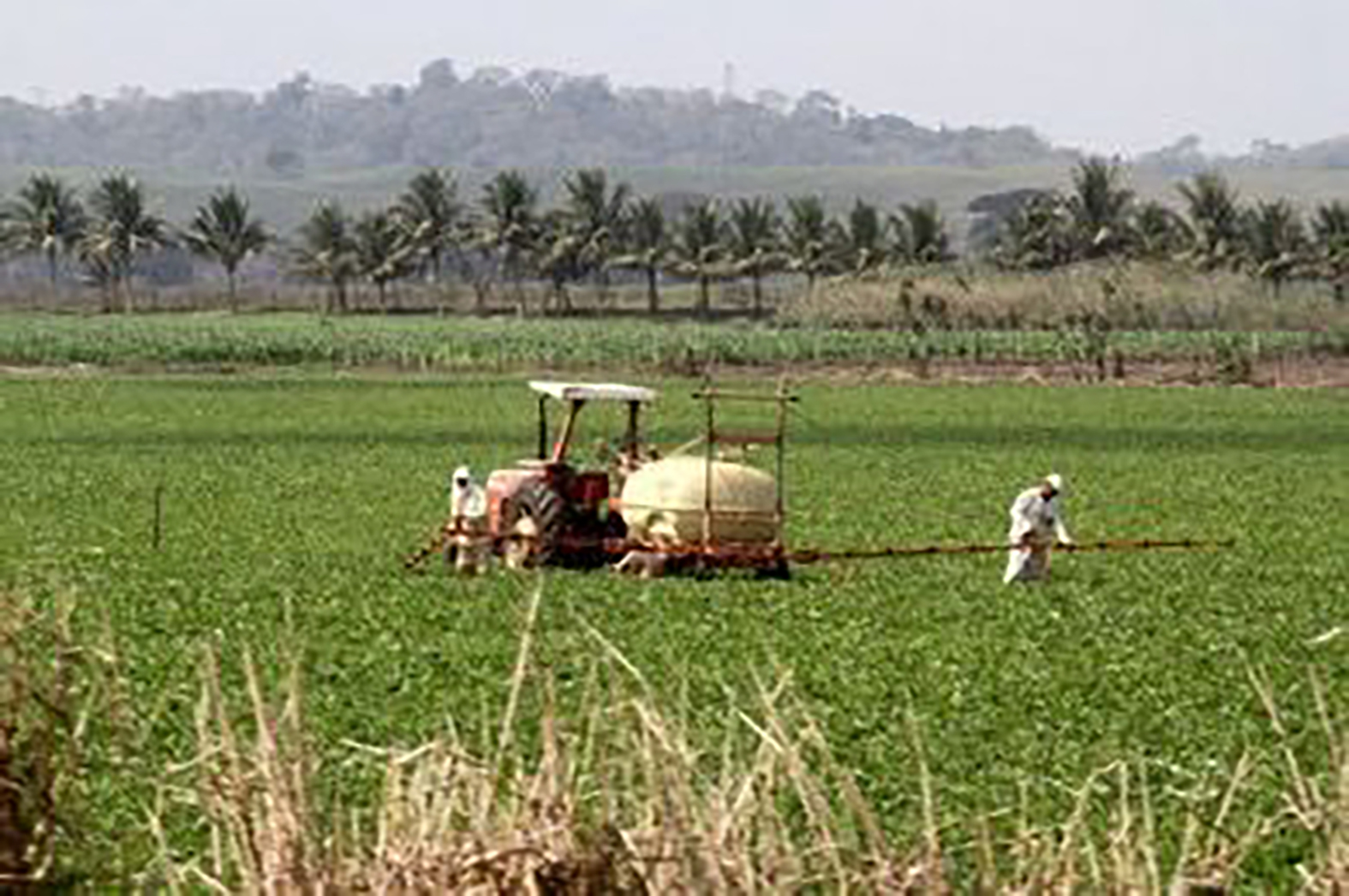 Além do petróleo: Macaé se consolida no agronegócio e bate recorde na produção de soja