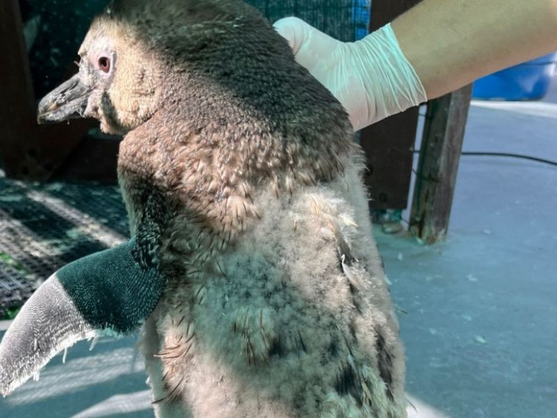 Jovens pinguins resgatados na região passam pela 1ª troca de plumagem às vésperas do Carnaval