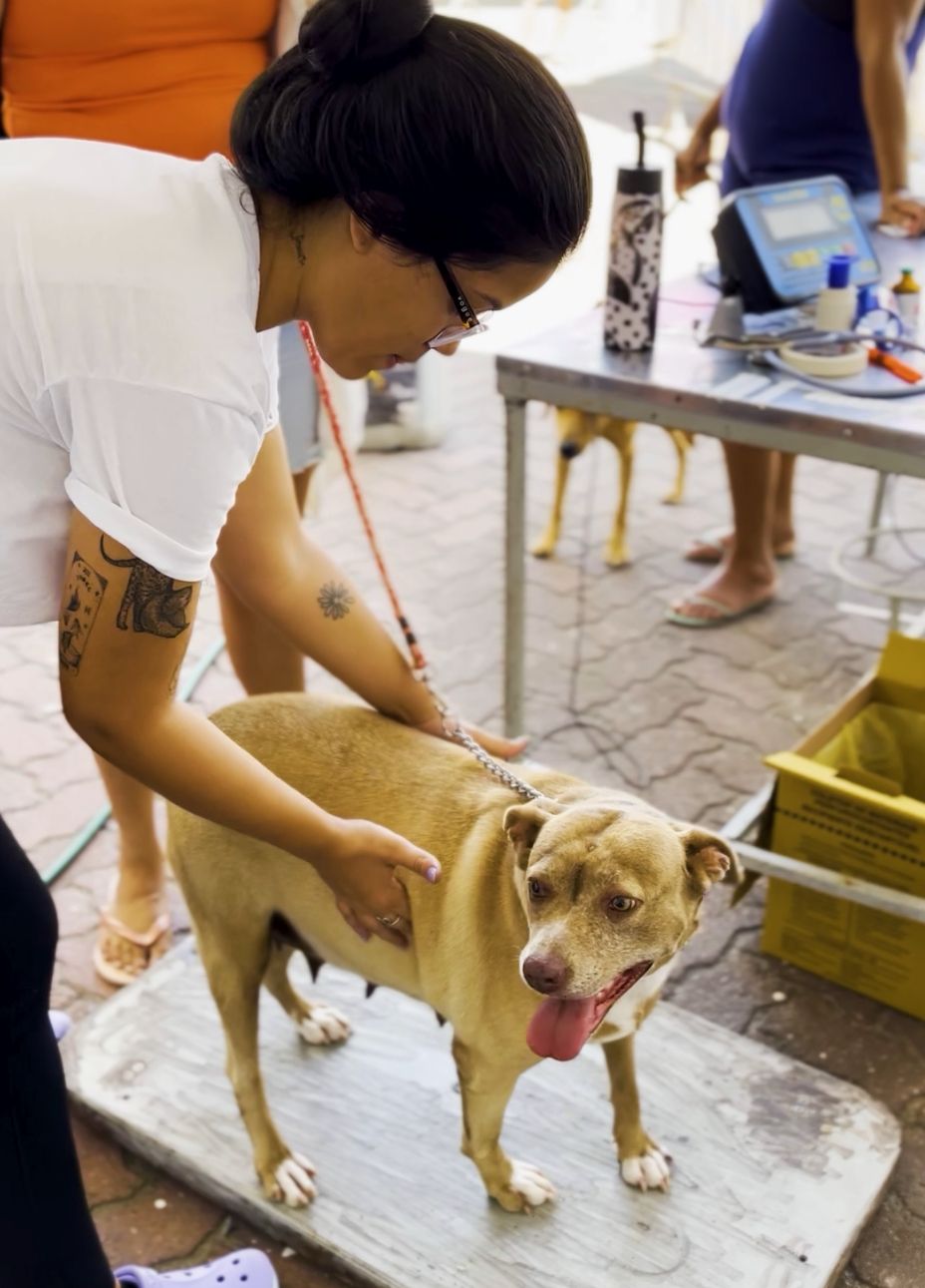 Secretaria de Saúde de Cabo Frio promove  dia de vacinação contra a raiva para cães e gatos