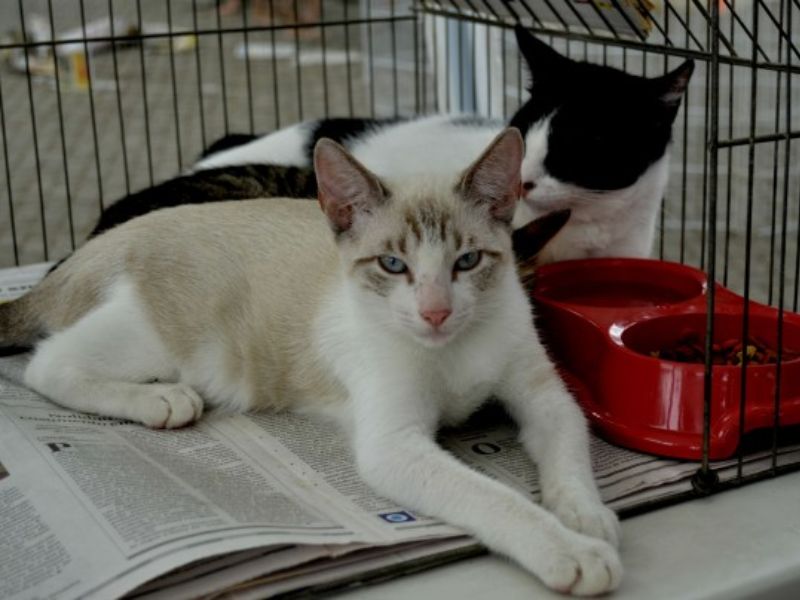 Campanha de adoção de cães e gatos de estimação acontece nesse sábado, 22, em Maricá