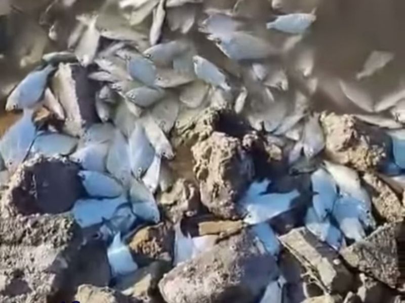 Lagoa de Araruama tem casos de peixes mortos em Araruama e São Pedro da Aldeia