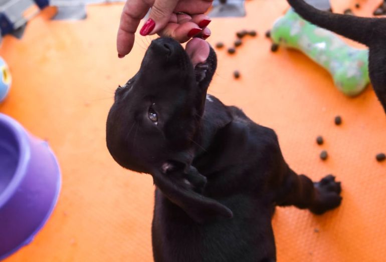Castra Mais Rio promove ação de controle populacional animal em Cabo Frio