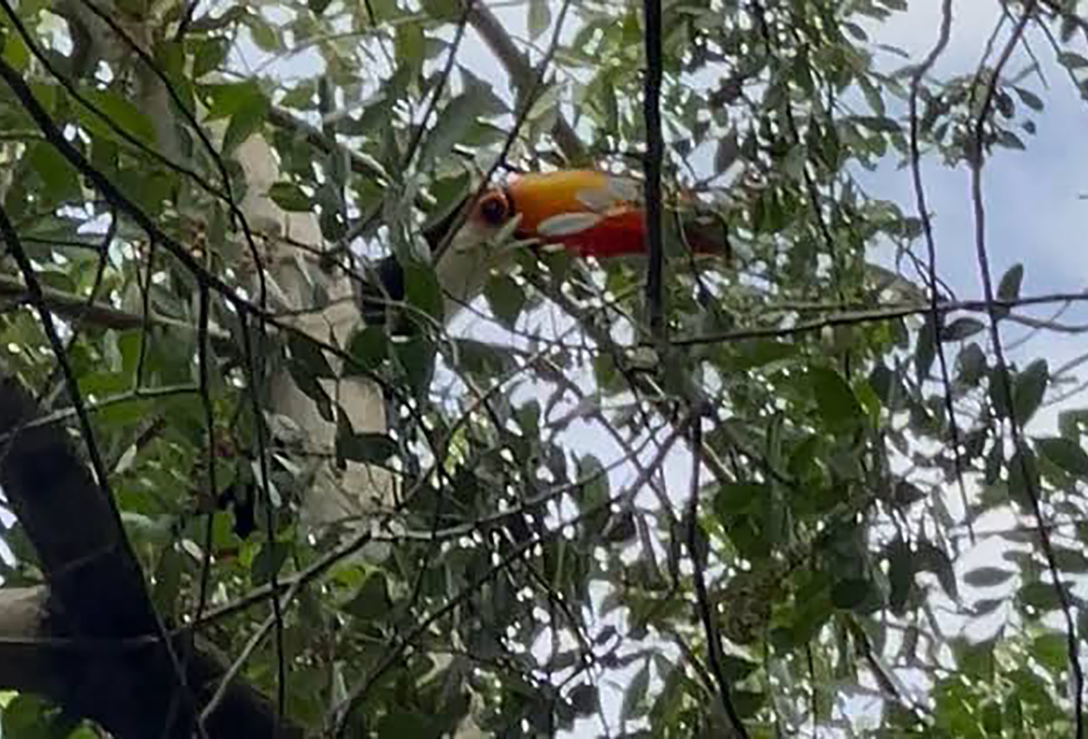 Tucano aparece no Horto e rouba a cena em Cabo Frio