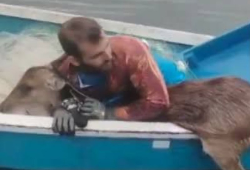 Pescadores salvam cervo no meio da Lagoa de Araruama, em Saquarema