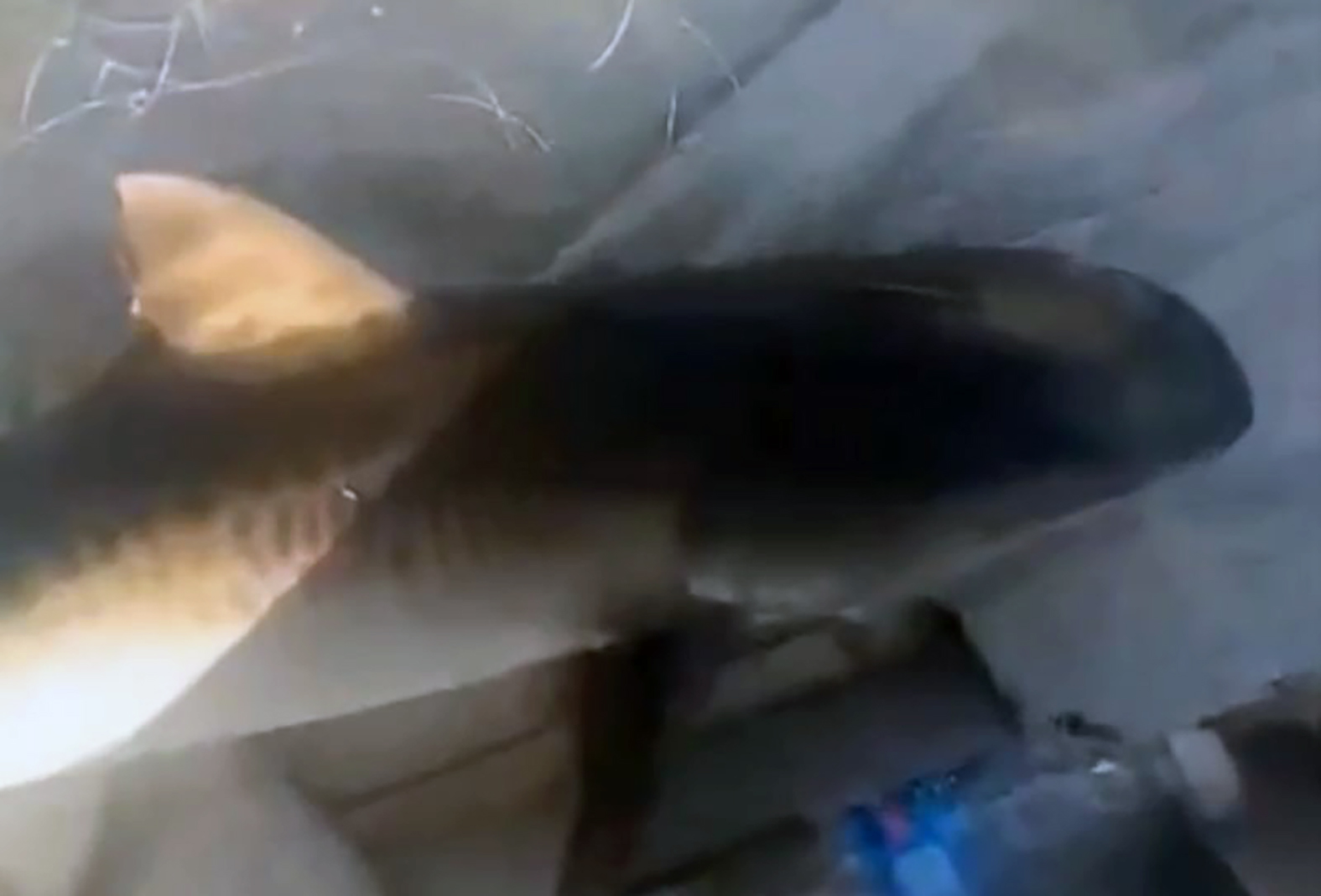 Pescador pega filhote de tubarão por engano em Maricá e devolve animal ao mar