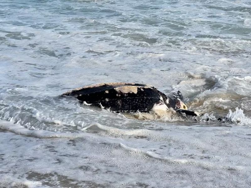 Econservation descarta contato humano em caso de tartaruga encontrada morta em Maricá