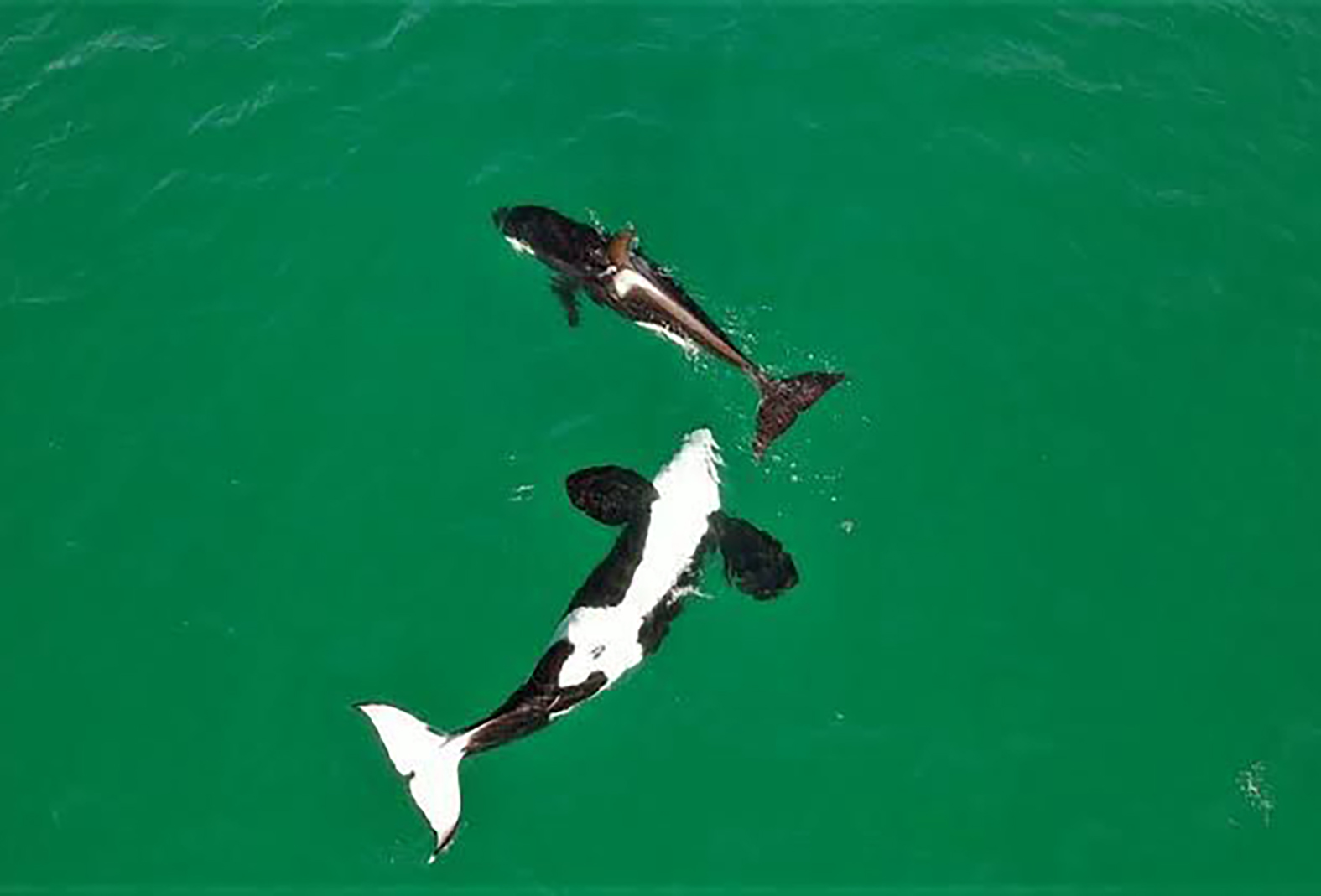 Grupo de orcas é flagrado se alimentando de raias na Praia Grande, em Arraial do Cabo