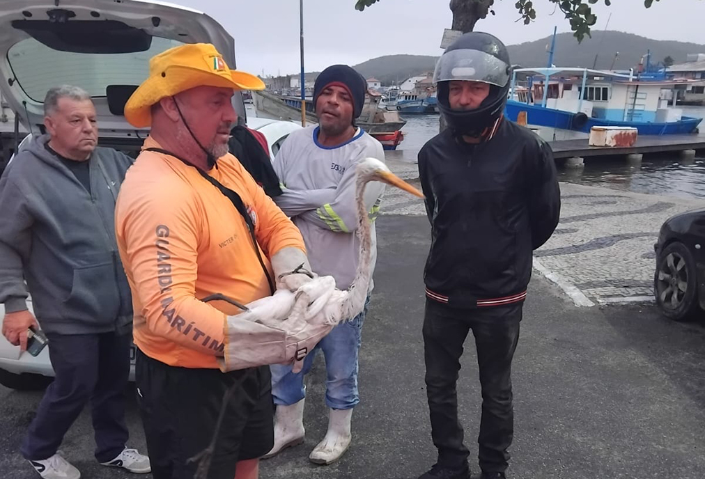 Ave ferida é socorrida em Cabo Frio e levada para reabilitação em Araruama