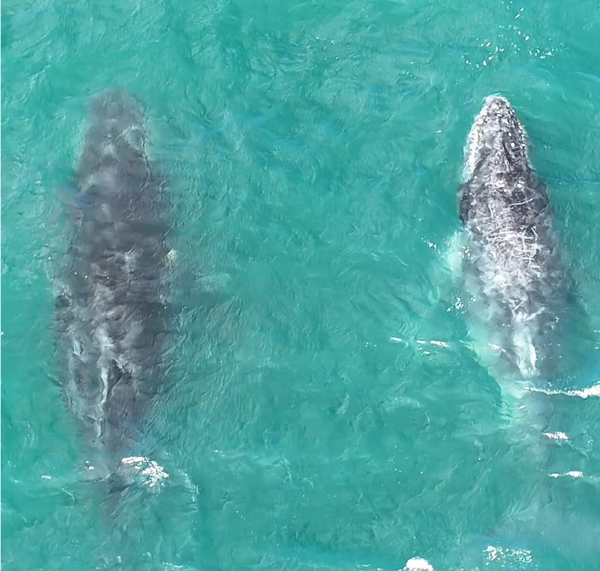 Baleias jubarte voltam a Arraial do Cabo e encantam turistas na abertura da temporada