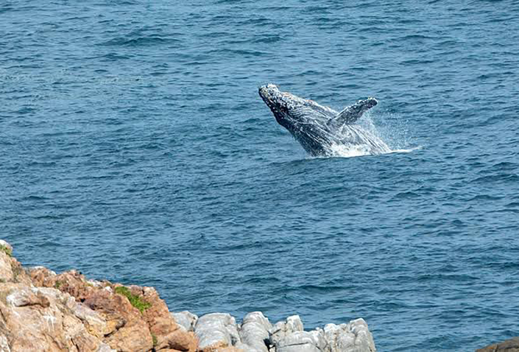 Temporada de baleias começa em Arraial do Cabo com movimentação turística e ambiental