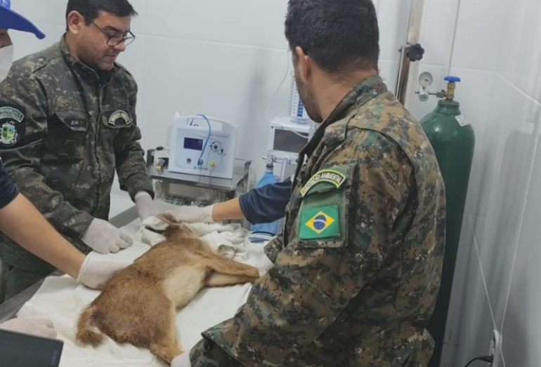 Cervo filhote de espécie não nativa é resgatado no bairro Jardim, em Saquarema