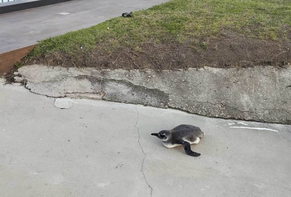 Guarda Ambiental de Cabo Frio socorre pinguim-de-Magalhães ferido na praia