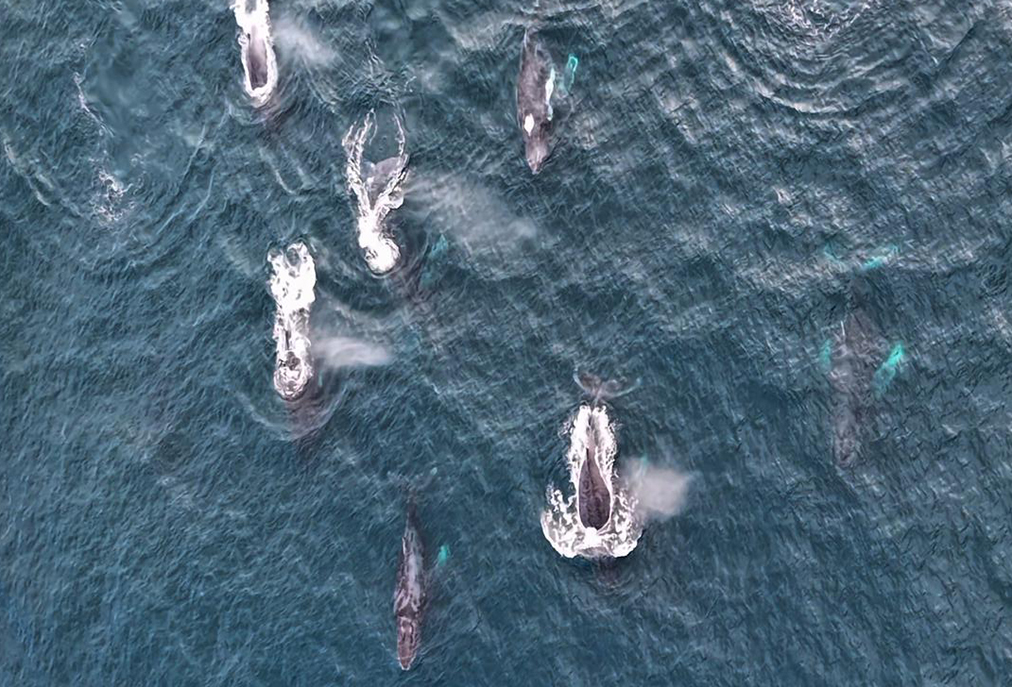 Grupo competitivo de jubartes é avistado no litoral de Arraial do Cabo