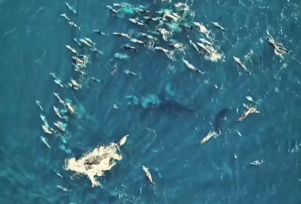 Avistamento reforça importância da conservação marinha em Arraial do Cabo com filhote e mãe de baleia-França