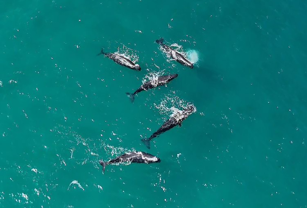 Avistamento de cachalotes mobiliza equipes ambientais em Arraial do Cabo