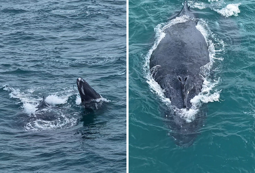 Imagens inéditas mostram jubartes recém-nascidas na costa de Arraial do Cabo