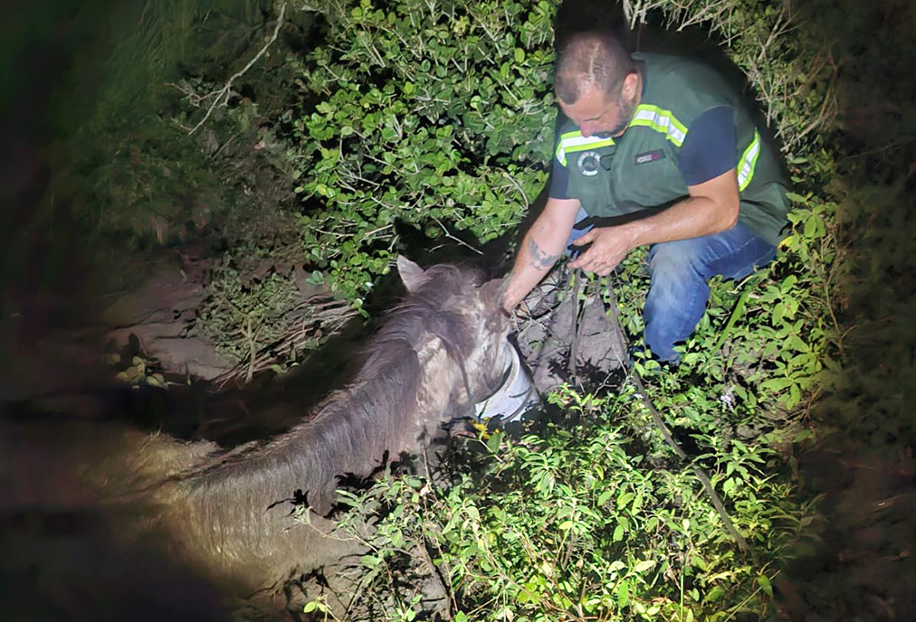 Égua é salva em operação do Grupamento de Animais de Arraial do Cabo