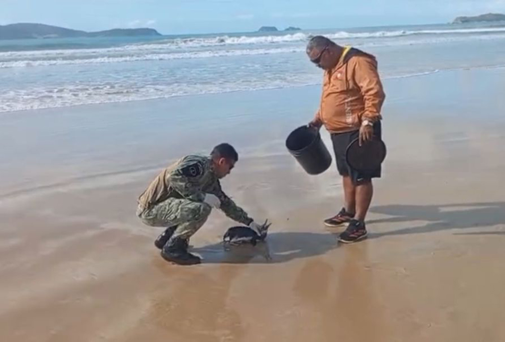Animal marinho raro recebe atendimento após resgate em Cabo Frio
