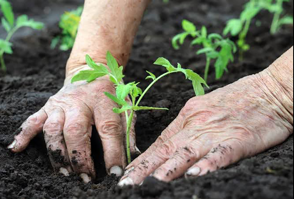 Prefeitura de Arraial do Cabo lança projeto de arborização participativa