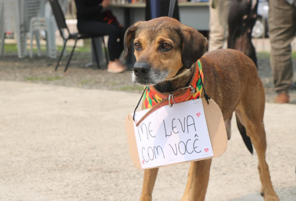 Prefeitura de Cabo Frio promove novas edições da Feira de Adoção de cães e gatos
