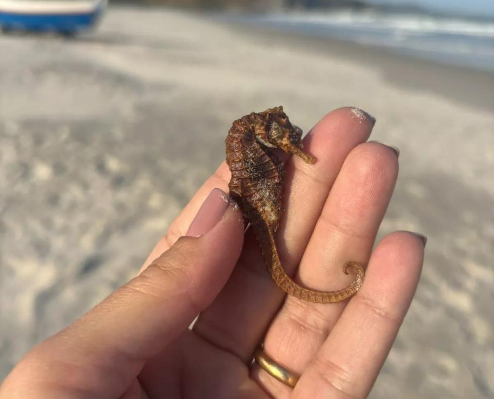 Animal marinho da Patagônia aparece de forma inesperada em Cabo Frio; confira