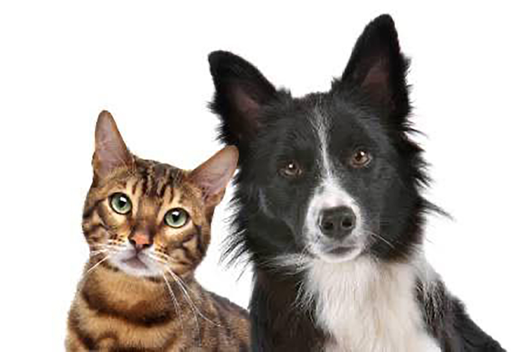 Animais do Canil Municipal de Cabo Frio aguardam novos lares responsáveis