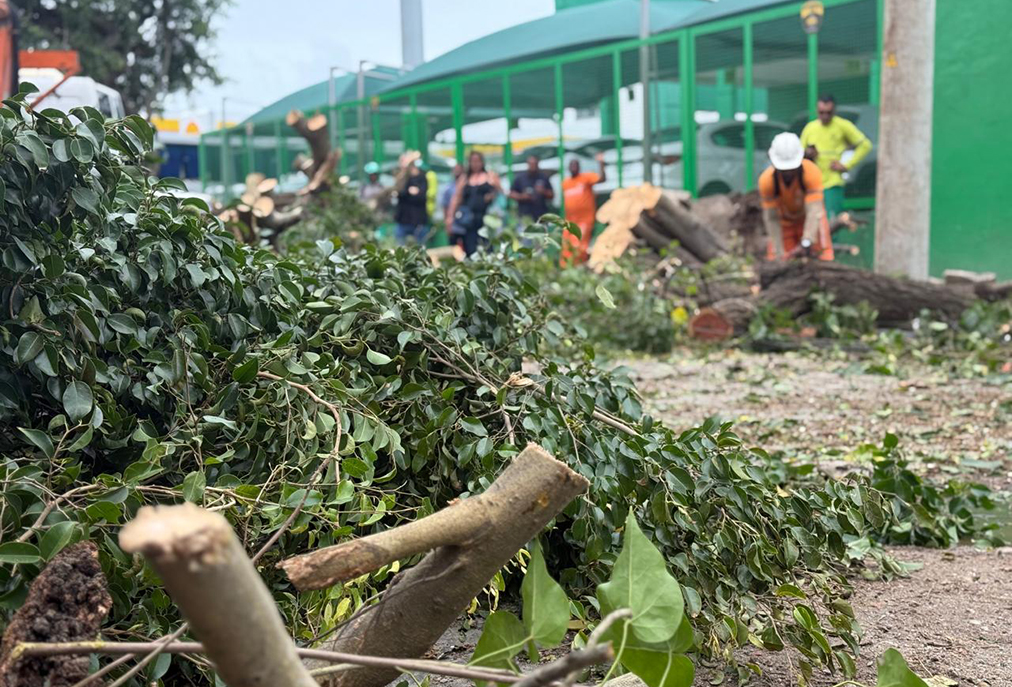 Rua em São Cristóvão, em Cabo Frio, é liberada após queda de árvore