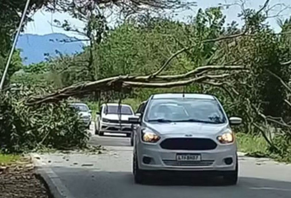 Árvore cai e causa congestionamento no Km 52 da RJ-106, em Saquarema