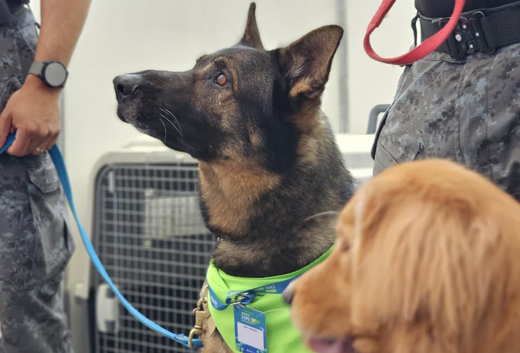 Dupla canina Buzz e Bonnie vira atração em Arraial do Cabo na Expo XP
