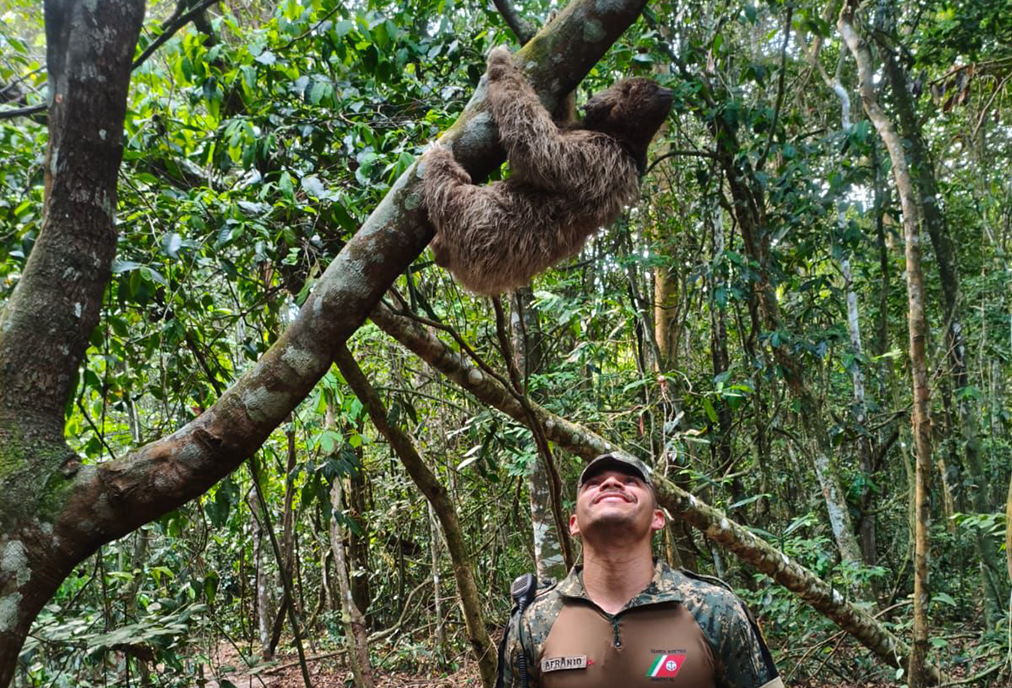Operações da Guarda de Cabo Frio resgatam preguiça e filhote de tamanduá