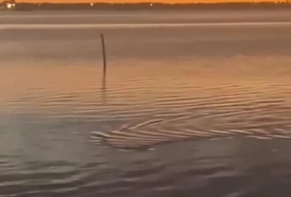 Cabo Frio chama atenção para presença de jacarés na lagoa da Praia do Siqueira