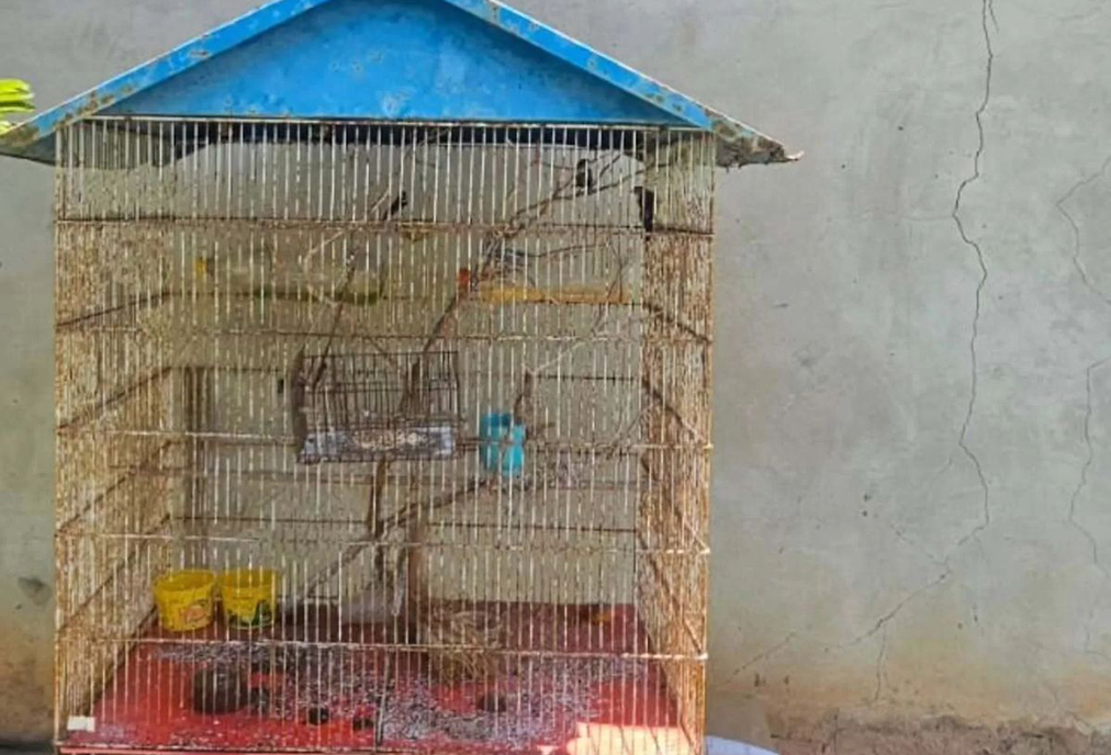 Ação da UPAM em Araruama identifica armas e aves mantidas irregularmente