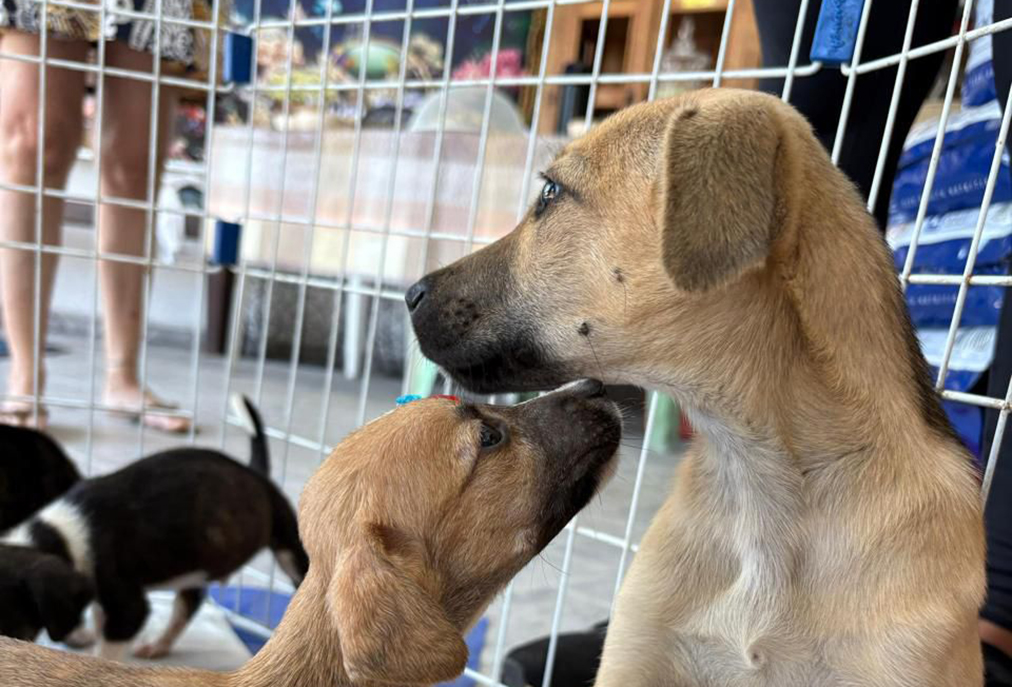 Cabo Frio incentiva adoção responsável em ação no centro da cidade