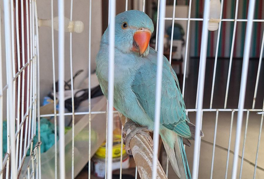 Guarda Ambiental atua em bairros de Cabo Frio para proteger animais silvestres