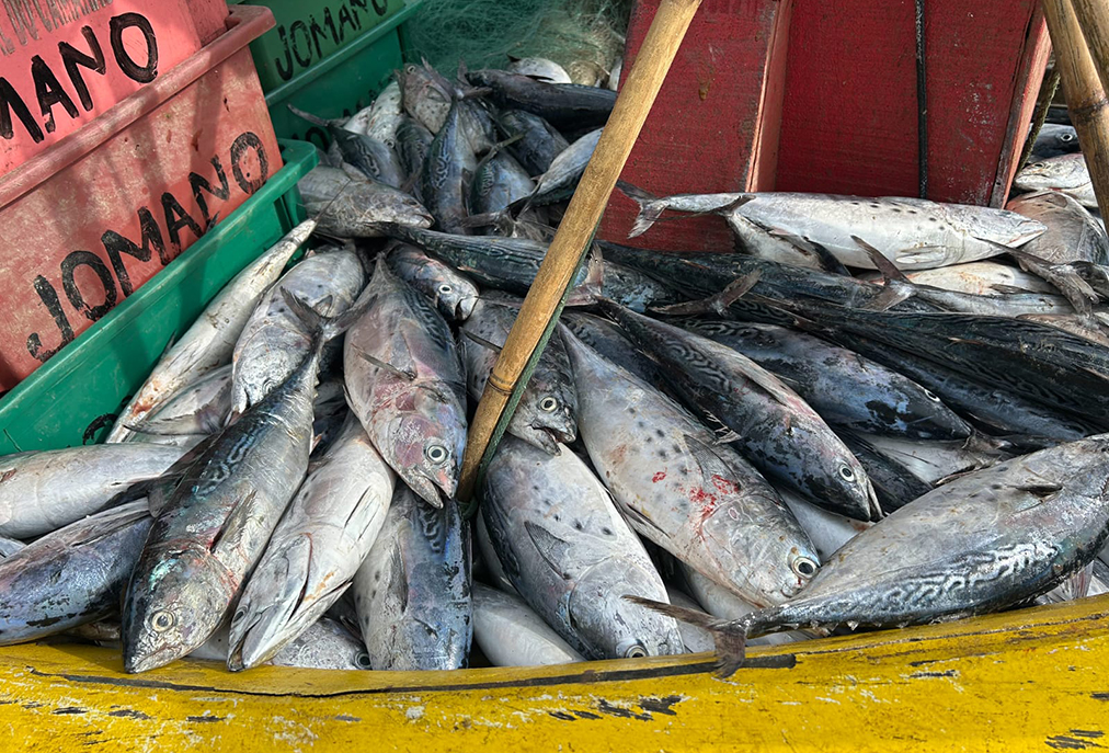 Ações da prefeitura organizam pesca e comércio de pescado em Cabo Frio