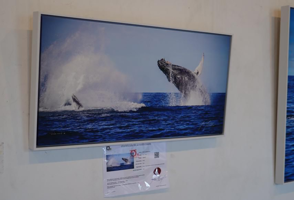 Exposição Jubarte transforma o Charitas em janela para o oceano em Cabo Frio