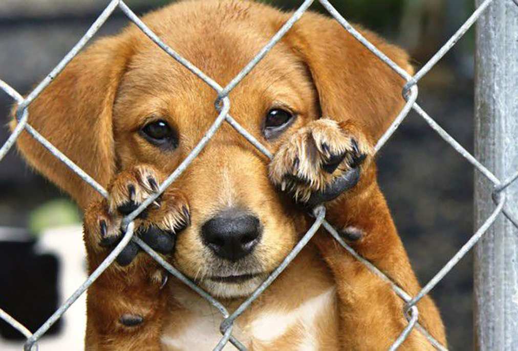 Prefeitura de Cabo Frio organiza comunicação oficial com o canil municipal