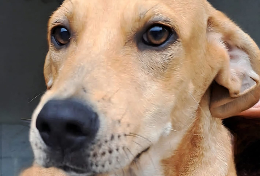 Feira de adoção animal movimenta o Centro de Cabo Frio neste sábado