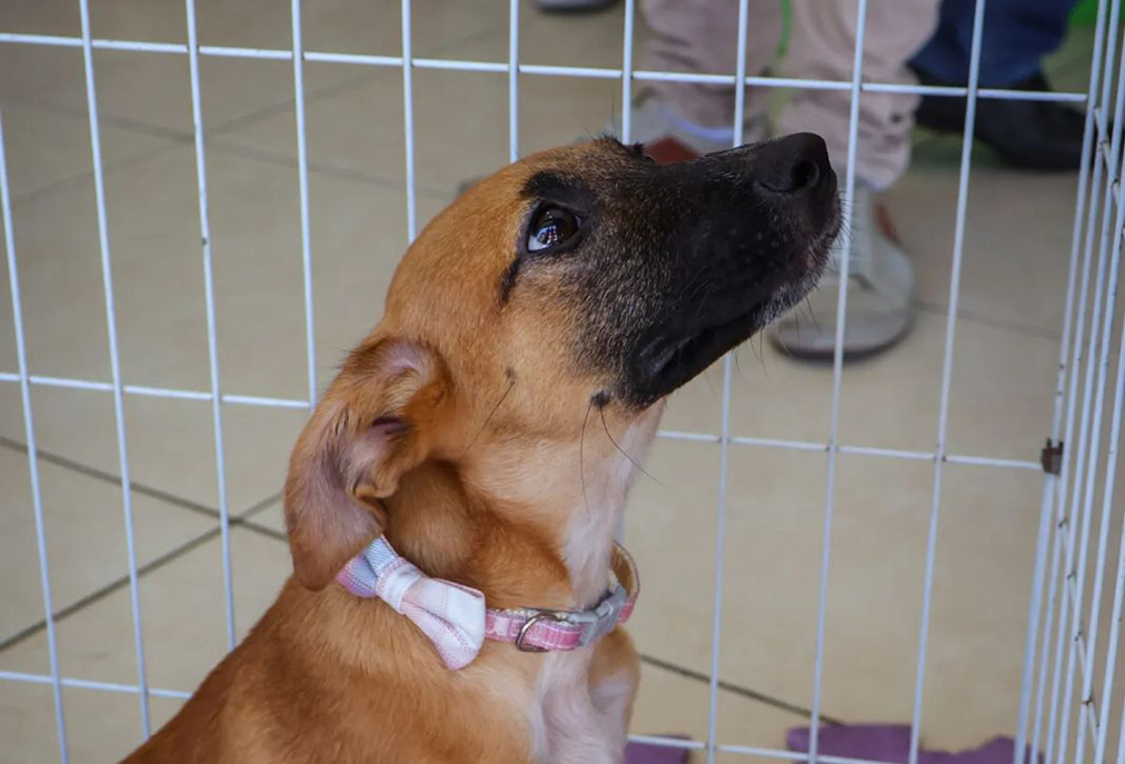 Feira de adoção em Cabo Frio reforça compromisso com a proteção animal