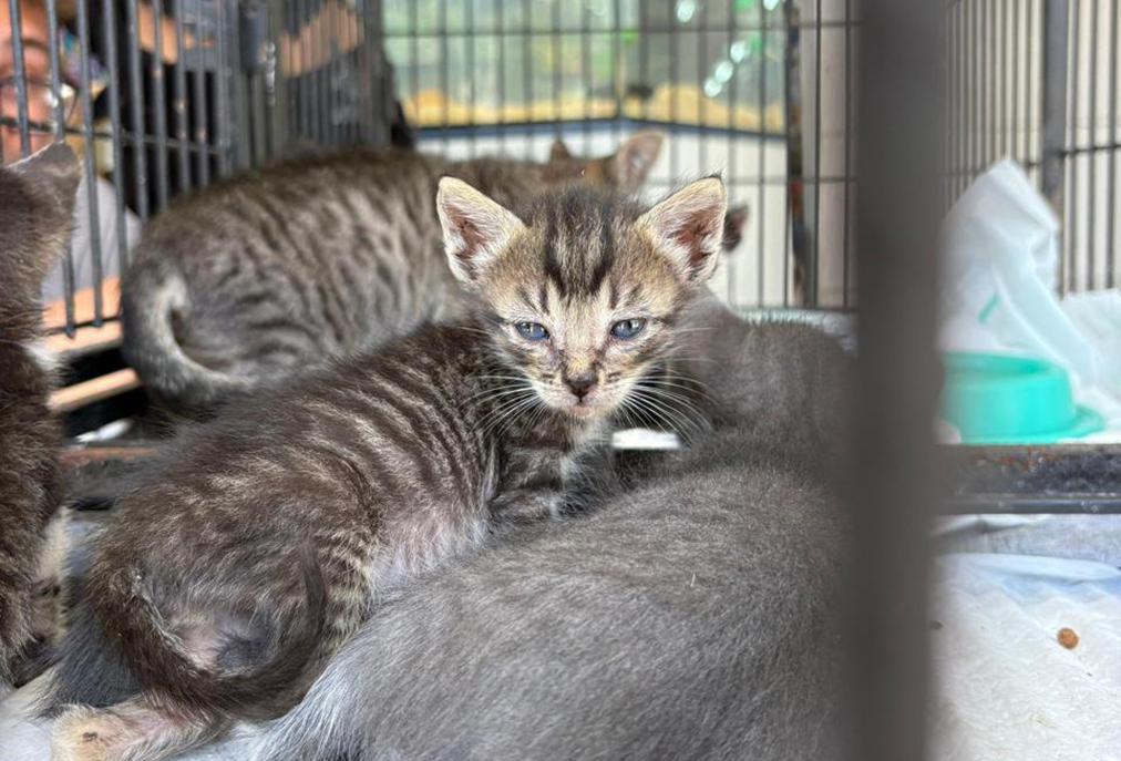 Cabo Frio incentiva adoção responsável em nova ação do Canil Municipal