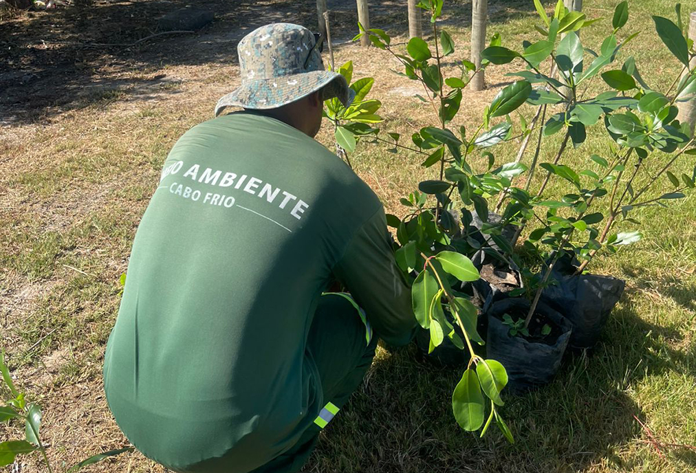 Cabo Frio fortalece renaturalização e recompõe vegetação nativa na Praia das Palmeiras