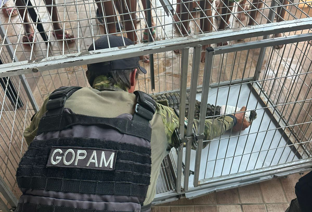 Animal silvestre mobiliza Guarda Ambiental em Figueira