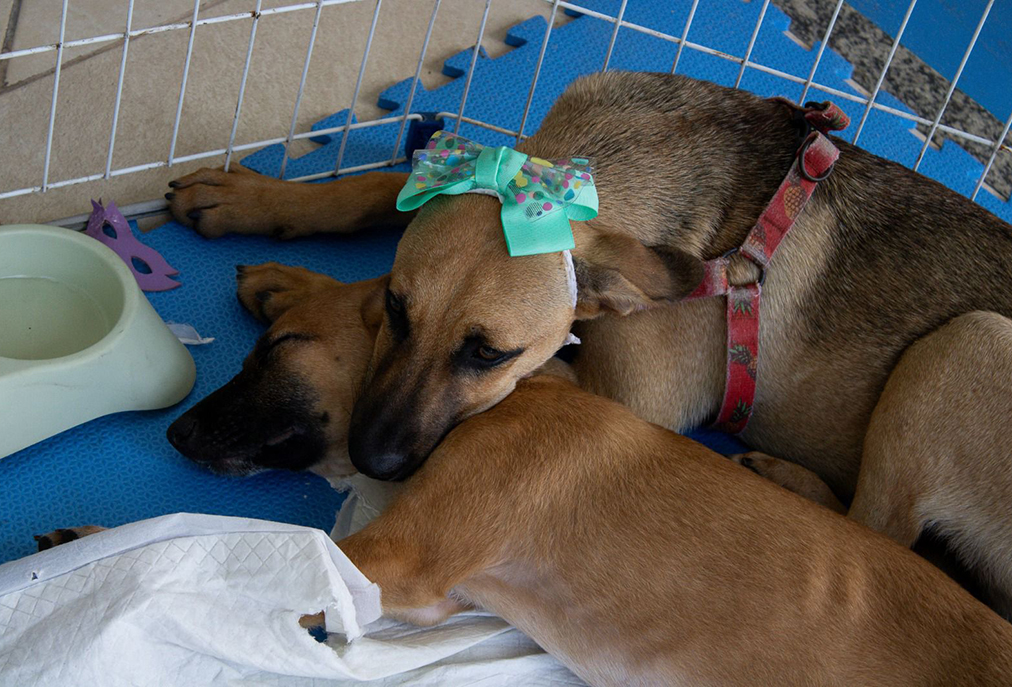 Cabo Frio incentiva adoção responsável com cães e gatos vacinados